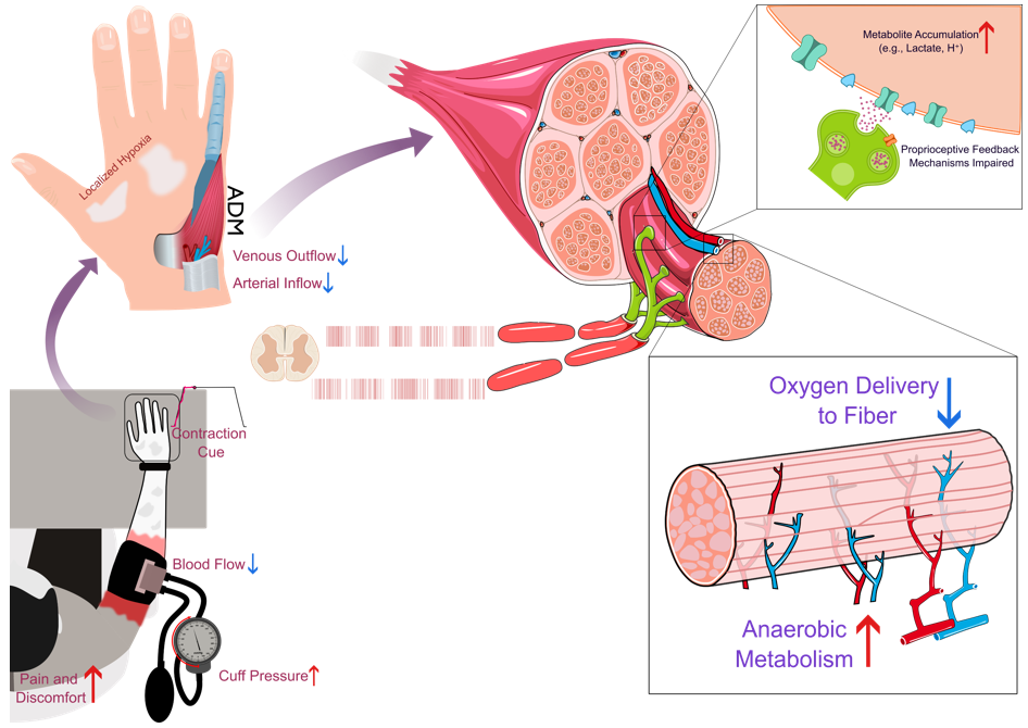 Blood Flow Restriction diagram showing effects on muscle tissue and neural pathways