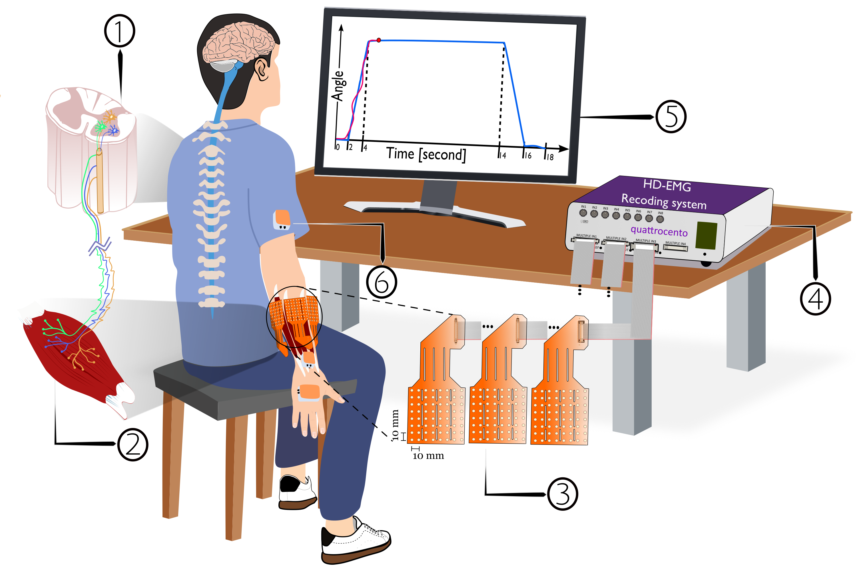 Experimental setup for motor unit recording showing neural pathways from brain to muscle