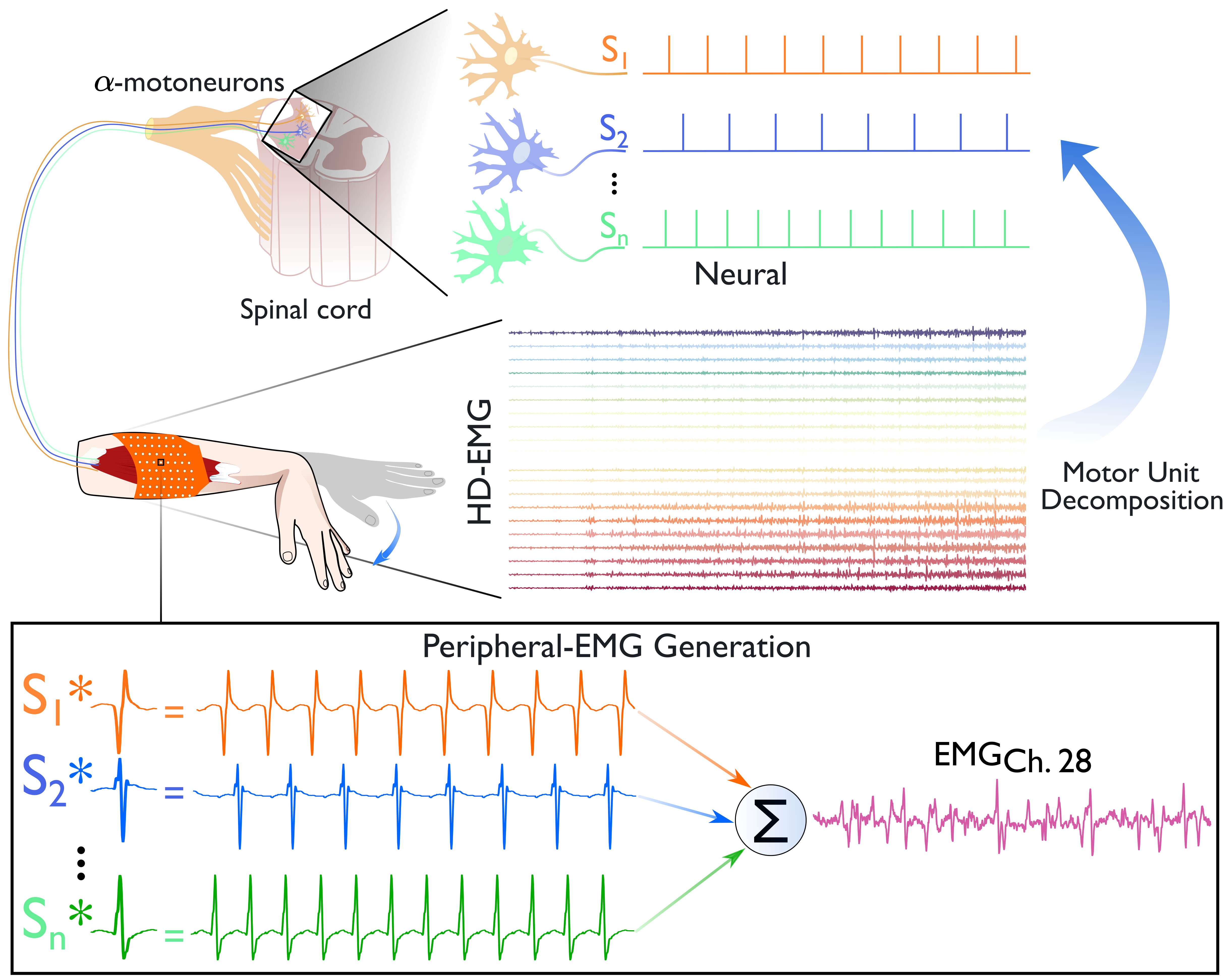 Illustration of motor unit decomposition process showing neural signals and HD-EMG recording